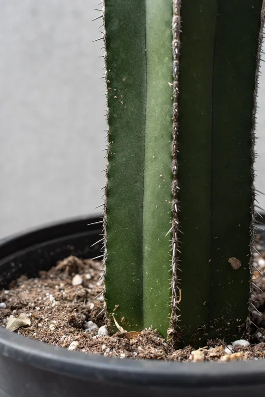 Pachycereus marginatus “Fence Post” 8″