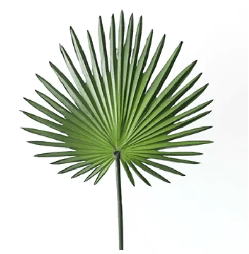 Palmetto Fan Palm 12″-15″ Greenery Foliage (Fresh Cut)