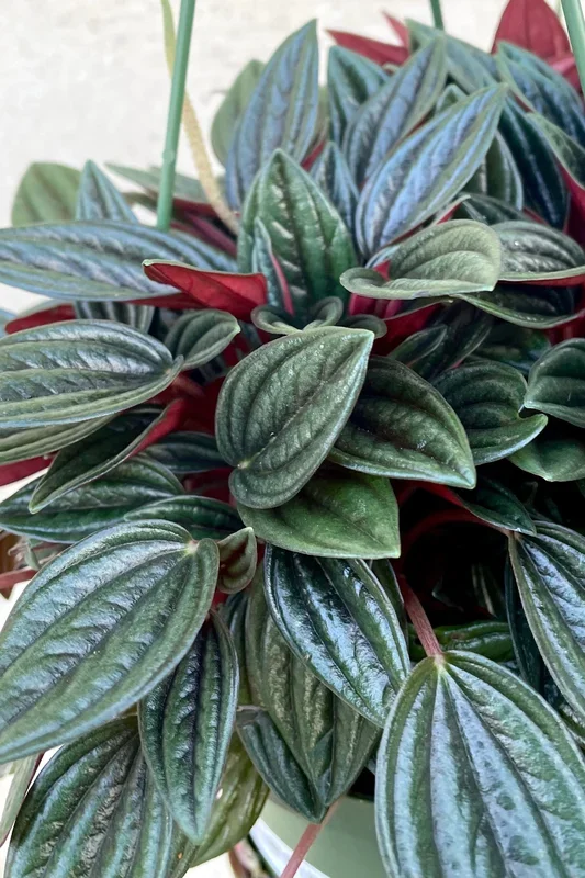 Peperomia caperata ‘Rosso’ 6″