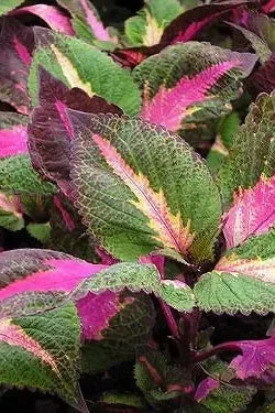 Perilla ‘Magila Purple’ 4.5″