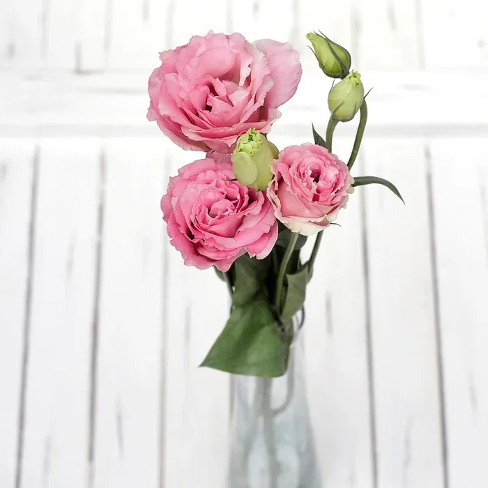 Pink Lisianthus