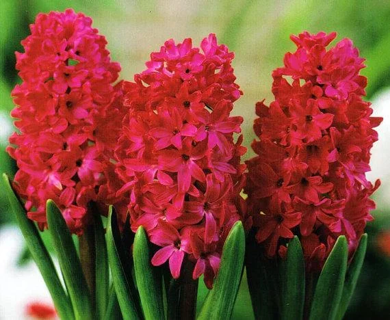 Red Hyancith