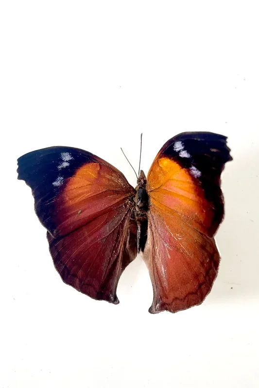 Salamis anteva