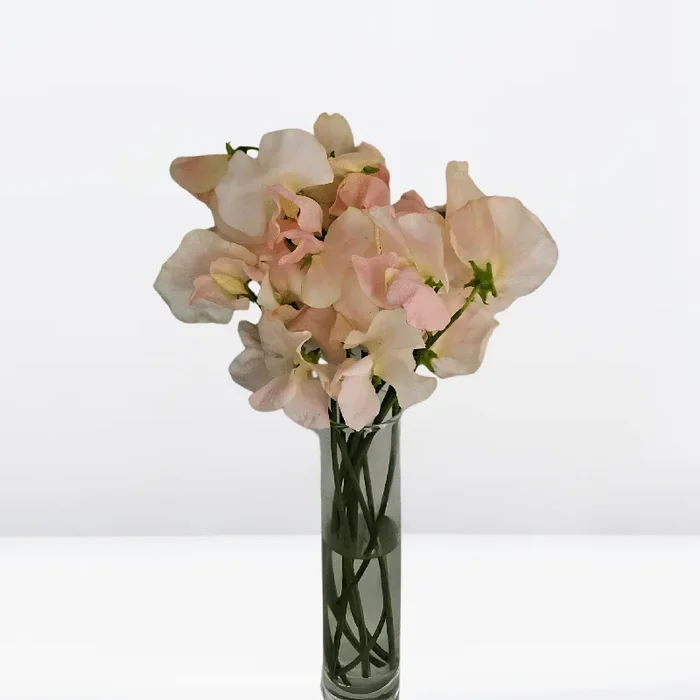 Salmon Sweet Pea Flowers – Seasonal Fresh Cut Blooms