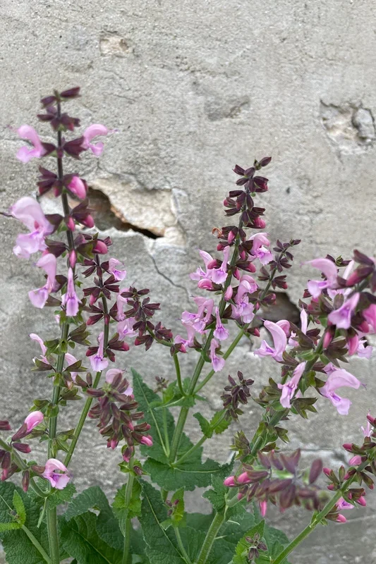 Salvia ‘Ballerina Pink’ #1
