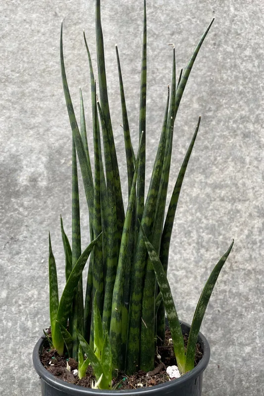 Sansevieria ‘Fernwood’ 5″