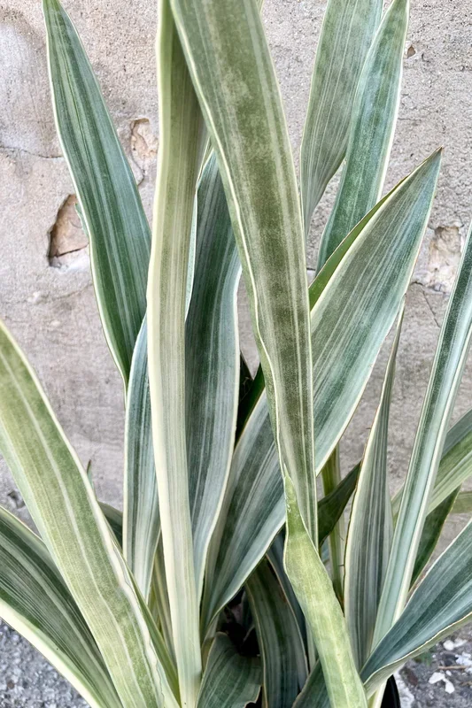 Sansevieria ‘Sayuri’ 8″