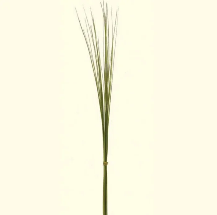 Steel Grass Foliage Greenery (Fresh Cut)
