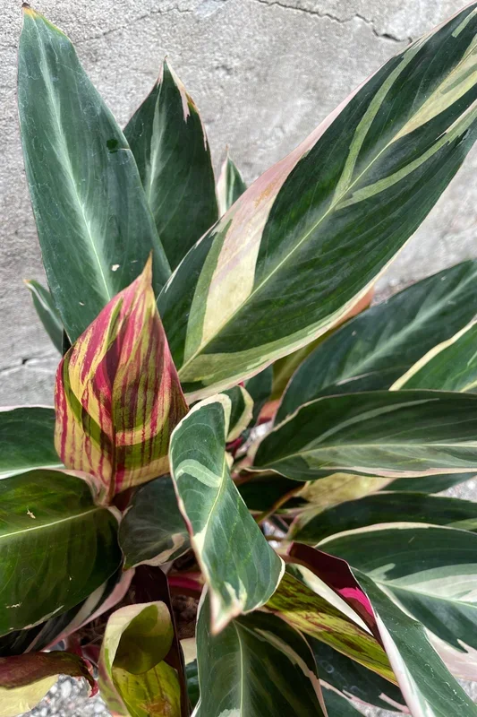 Stromanthe sanguinea ‘Triostar’ 8″