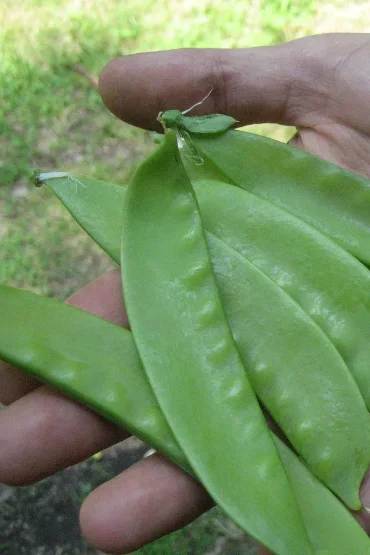Swiss Giant Snow Pea Seeds Art Pack