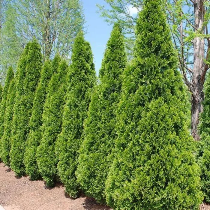 THUJA Emerald Green #5