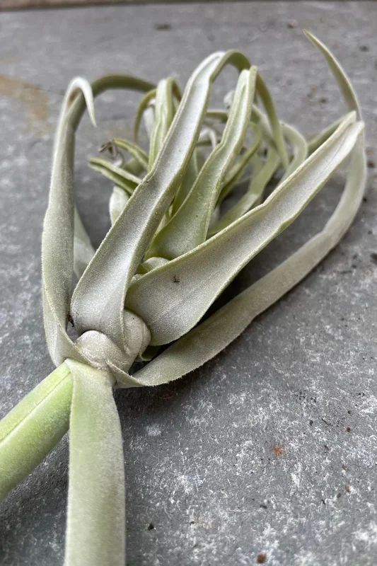 Tillandsia duratii Small