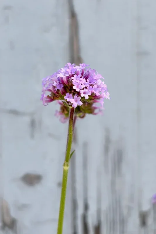 Verbena ‘Meteor Shower’ 4.5″