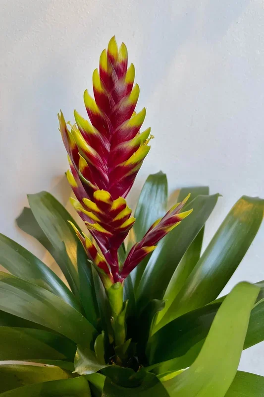 Vriesea ‘Vogue’ 6″